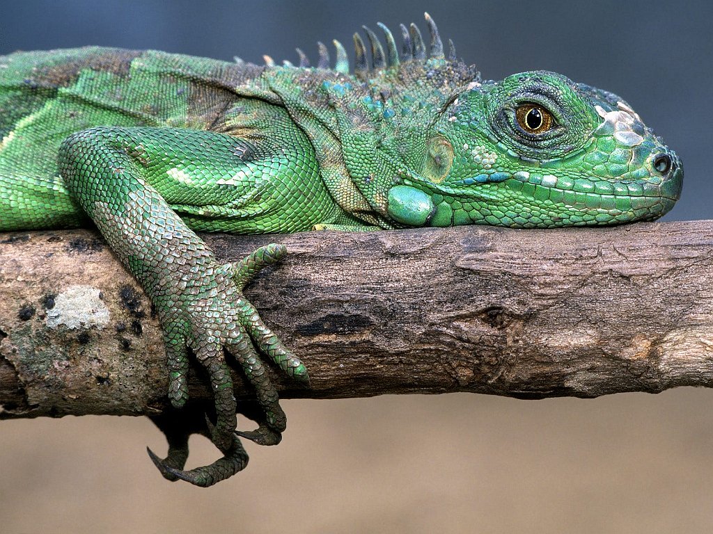 Green Iguana